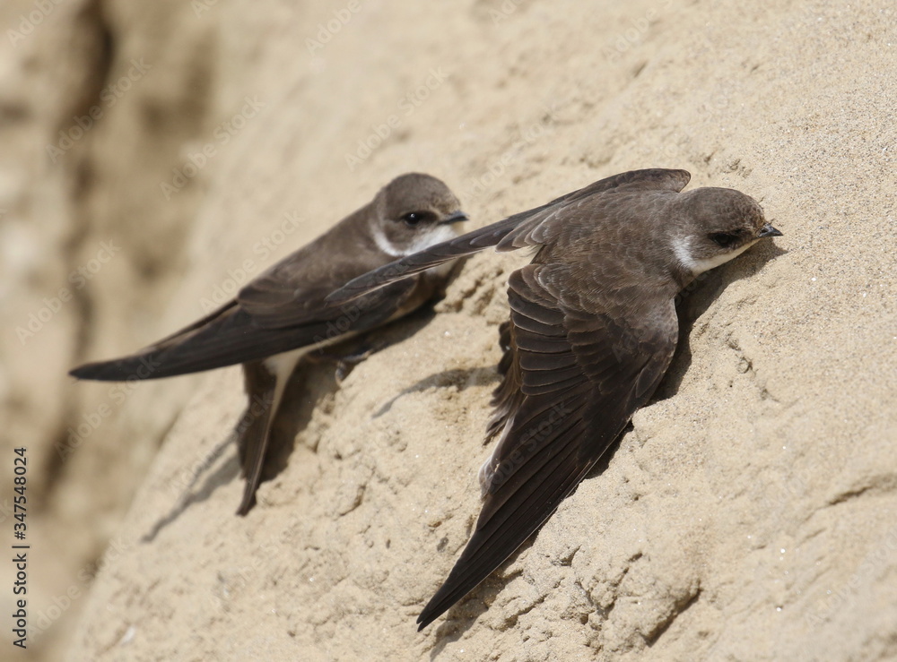 Swallow Sand Martin background, riparia riparia Swallow Sand Martin background, riparia riparia
