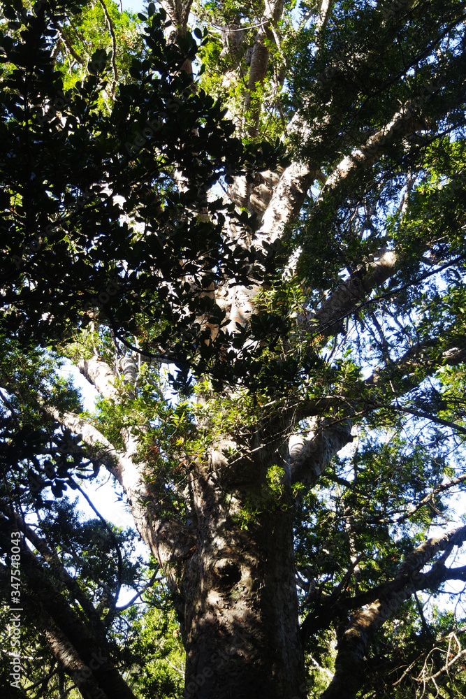 Big tree in the forest Big tree in the forest