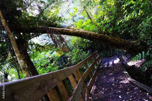 A tree above the trail