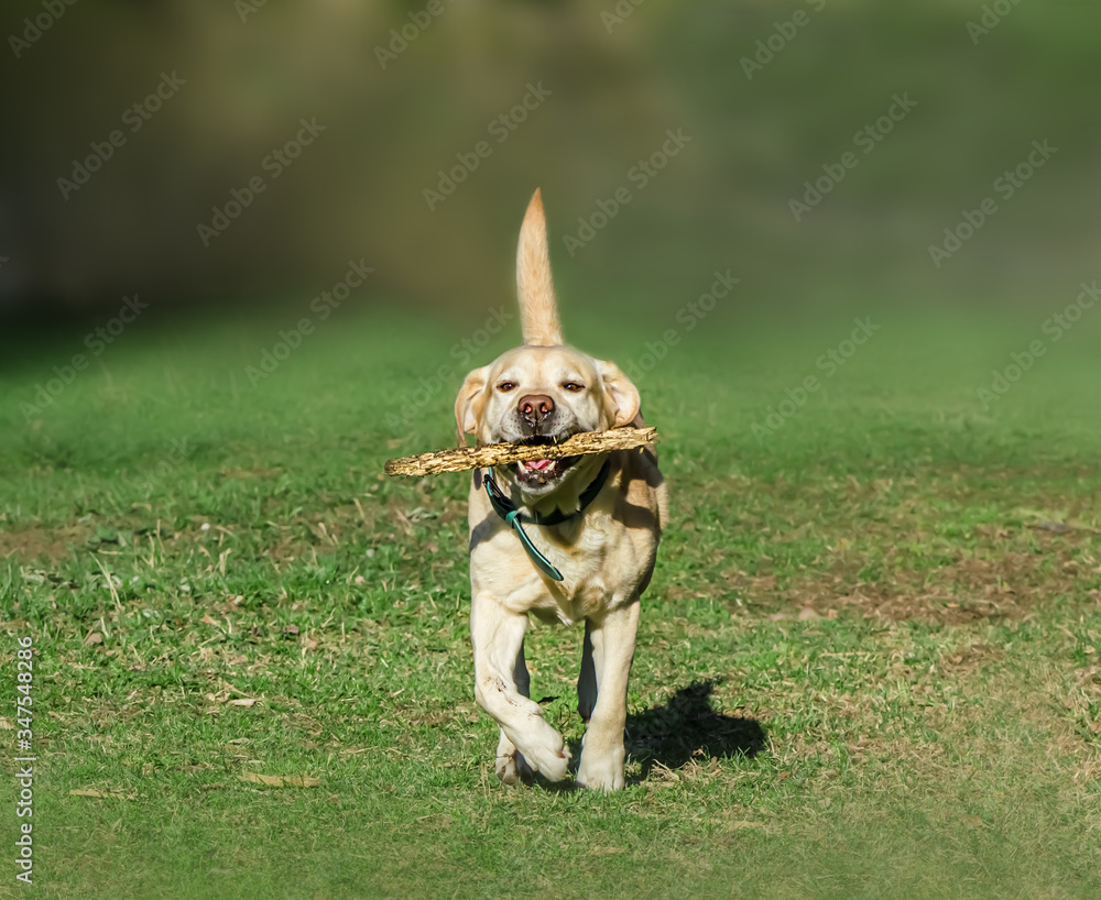 white adorable labrador with stick runs outdoors. white adorable labrador with stick runs outdoors.
