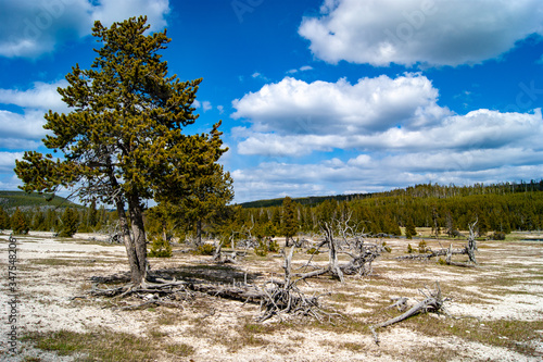 Tree Living Amongst Devistation photo