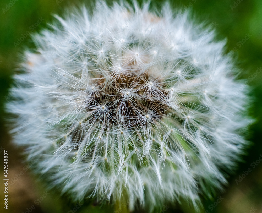Fototapeta premium Close-up of a shower head in spring