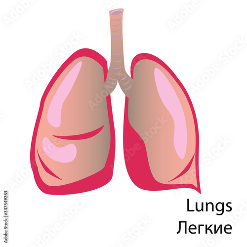 Human lungs. Pneumonia. Human health.