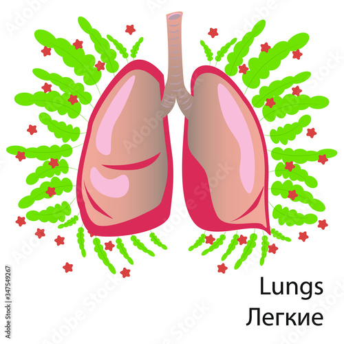 Human lungs. Pneumonia. Human health.