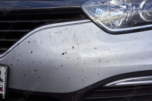 midges insects on the bumper and hood of the car