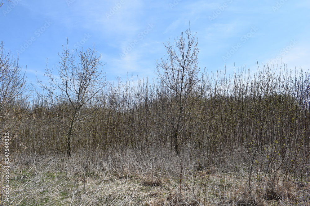 Trees are young.Spring Trees are young.Spring
