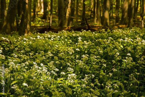 flowering ramsons in the hainich National Park in may