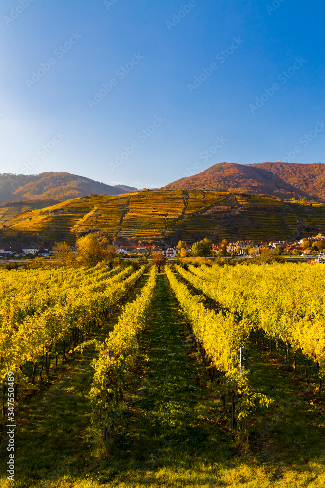 autumn vineyard and Spitz in Wachau region, Austria