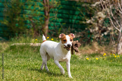 Jack russell terrier in green garden.