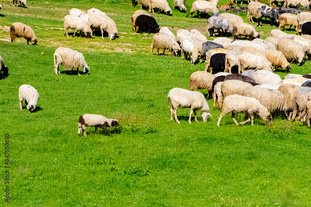 A flock of sheep grazing the grass