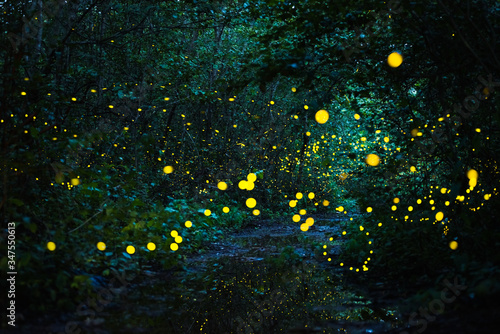 Firefly flying at night in the forest