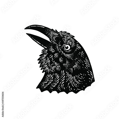 Raven Crow Vector Illustration