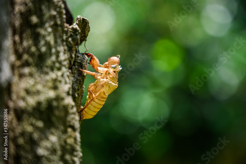 Cicada molt on tree