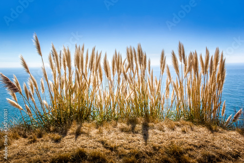 Fototapeta Naklejka Na Ścianę i Meble -  Pampas grass at the Pacific Coast Highway, California