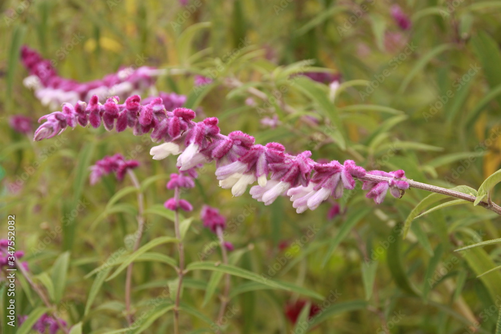 Fleurs du jardin Fleurs du jardin