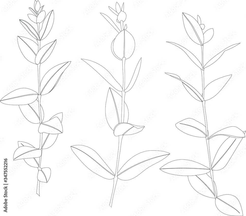 Obraz premium set of leaves on a stem, floristry vector drawing
