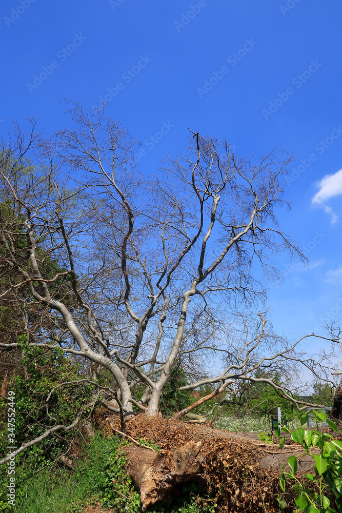 A picturesque scene with Bare branches and a blue cloudy sky A picturesque scene with Bare branches and a blue cloudy sky