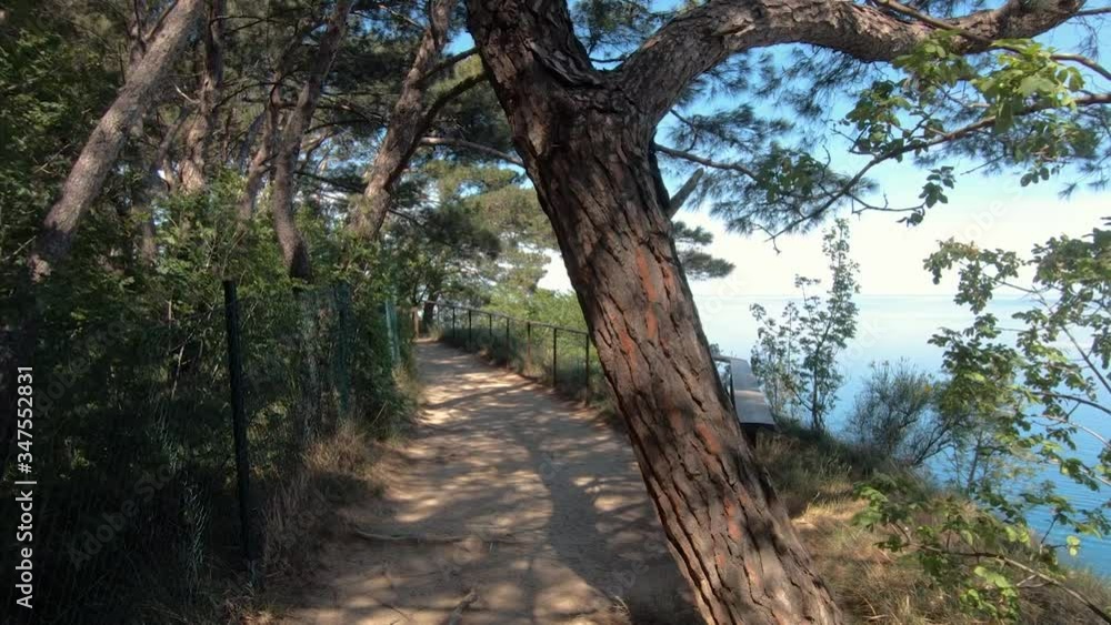 Walking on seaside forest trail under pine trees on warm summer day. Exploring pristine and clean nature. Wide shot, backward dolly moving Walking on seaside forest trail under pine trees on warm summer day. Exploring pristine and clean nature. Wide shot, backward dolly moving