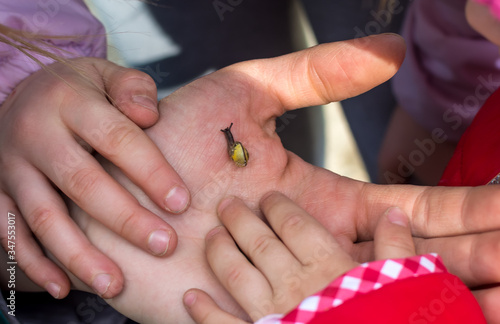snail in a child's hand