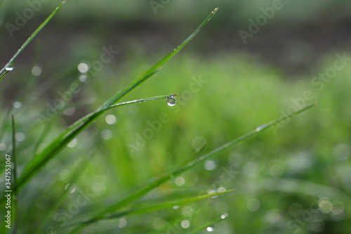 Juicy green grass on the meadow drops of water on the dew in the morning light in spring and summer outdoors close-up, bokeh, beautiful artistic image of purity and freshness