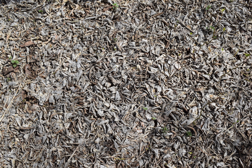 The foliage is dry.Spring.Texture The foliage is dry.Spring.Texture
