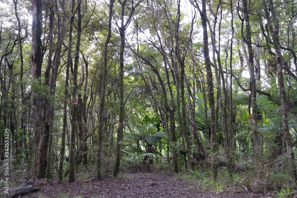 Obraz premium Path in the nature