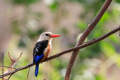 Grey-headed Kingfisher in the Vale Ribeira Grande near the town Cidade Velha, Island Santiago, Cape Verde © Ralf