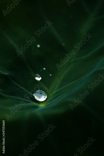 water drop on leaf