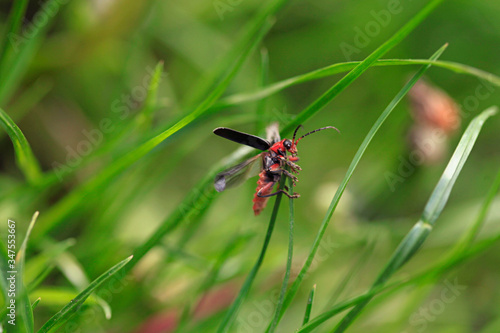 Cute bug sitting on green grass © olena