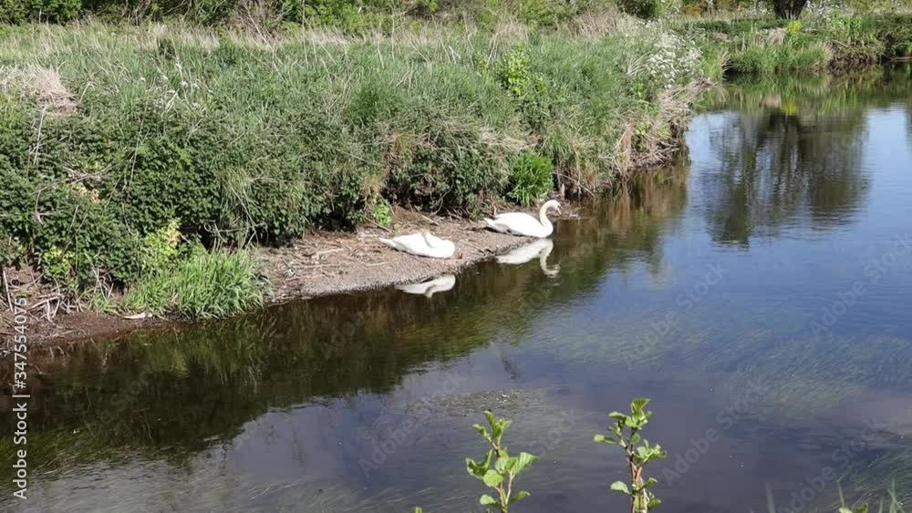 A pair of Swans sunning themselves on a river bank, Braid River, Ecos Park, Ballymena A pair of Swans sunning themselves on a river bank, Braid River, Ecos Park, Ballymena