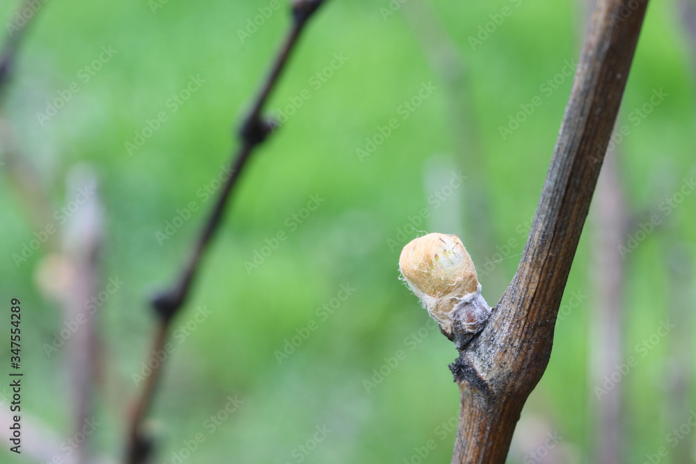Kidney on a branch of a vine in spring on a background of green grass Kidney on a branch of a vine in spring on a background of green grass