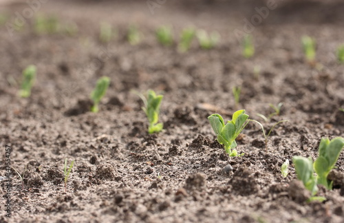 Green young shoots of peas on a bed in the spring