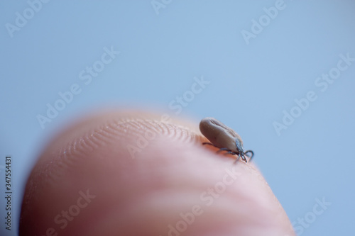 Adult tick on human skin © Marcin
