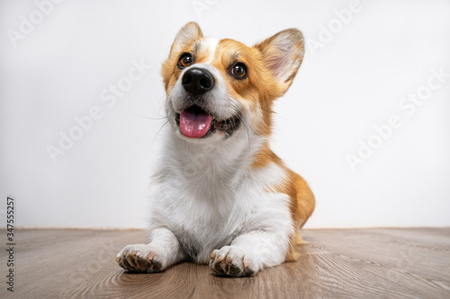 Cute smiling welsh corgi pembroke dog laying on the wooden floor on white background. Funny face expression, pretty look, mouth opened, tongue out