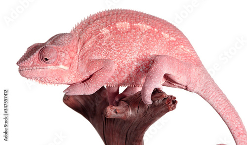 Small pink Chameleon clinging to a piece of wood