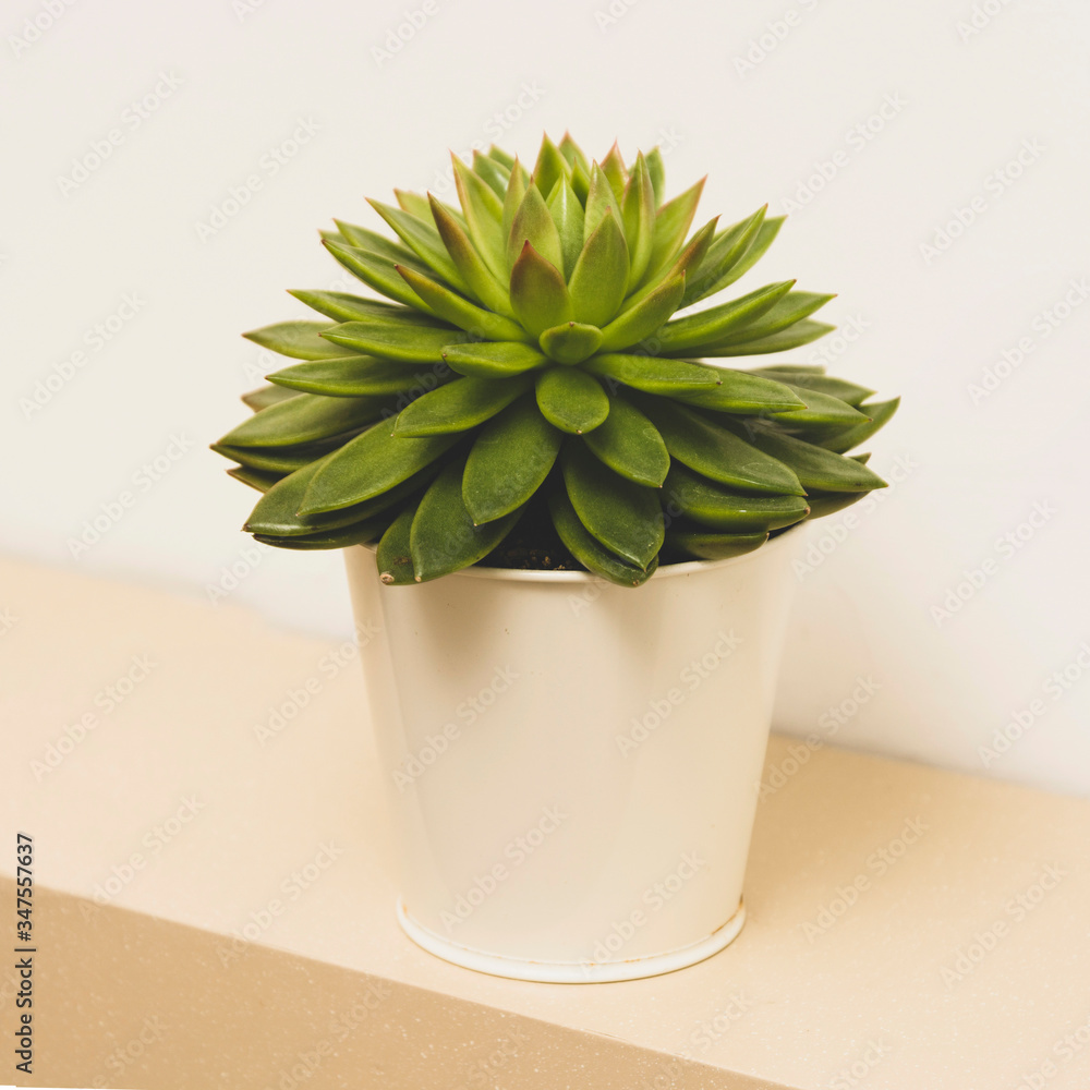 Succulent plant indoor decorative pot flower. Succulent plant indoor decorative pot flower.