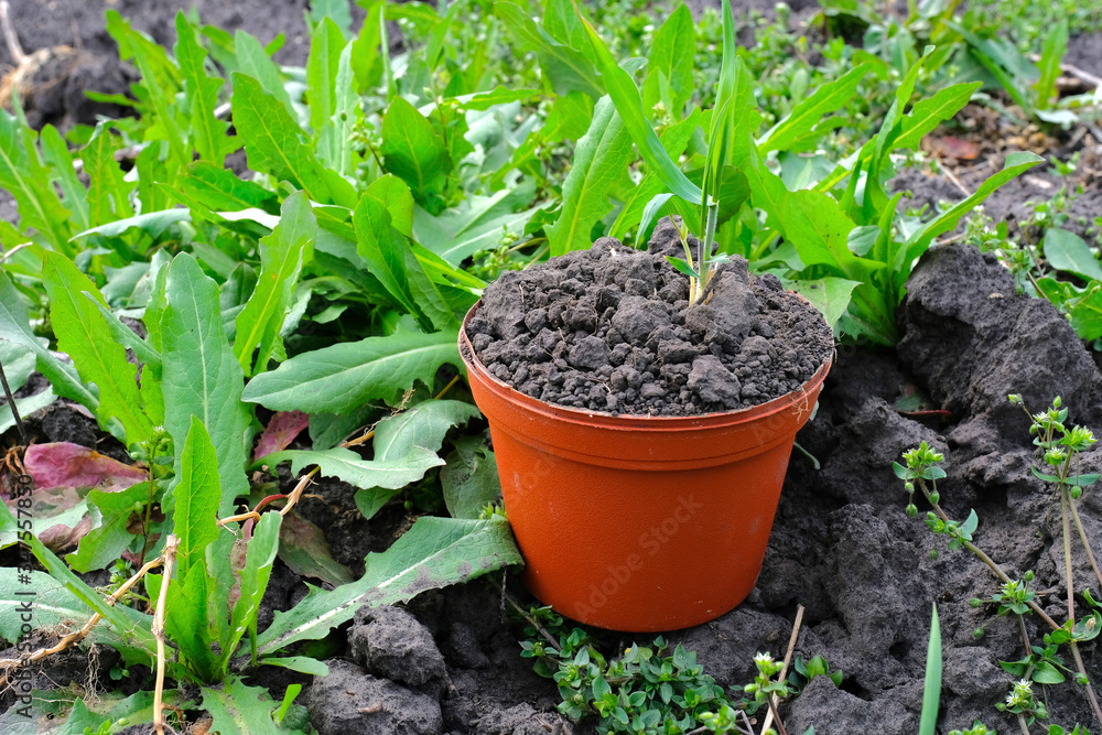 Pot of land in the spring garden. The concept of spring gardening. Pot of land in the spring garden. The concept of spring gardening.