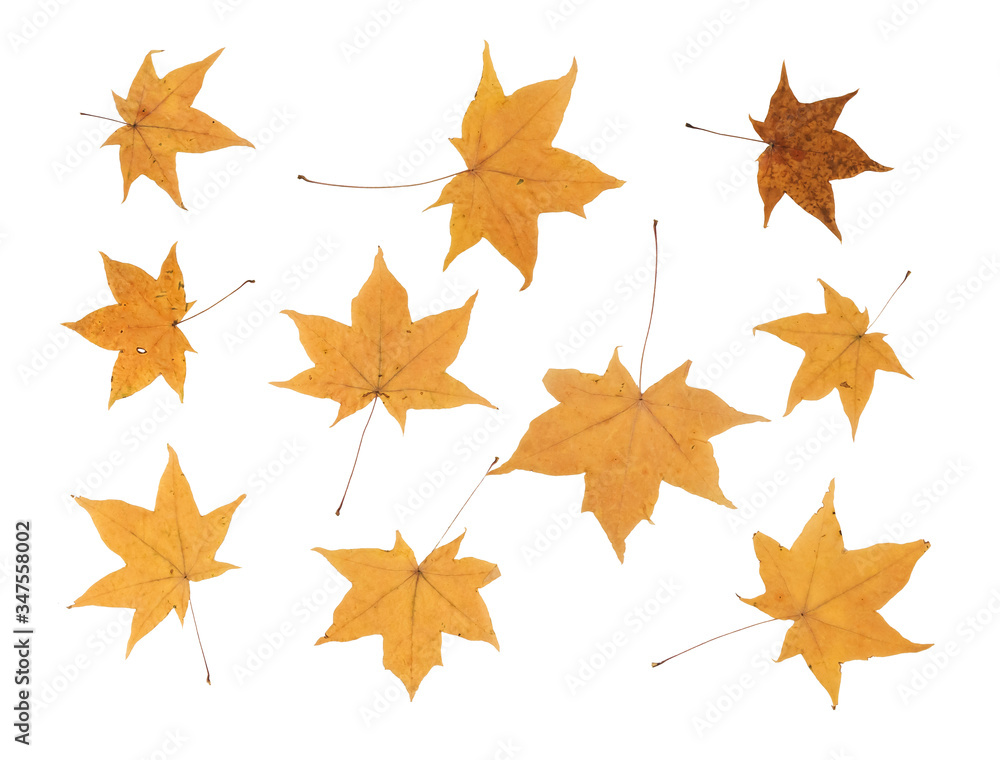 Yellow autumn leaves on a white isolated background. Dry leaves of Canadian maple. Yellow autumn leaves on a white isolated background. Dry leaves of Canadian maple.