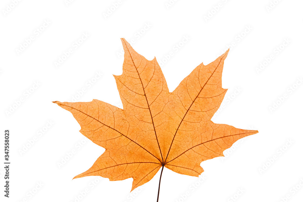 Orange maple leaf on a white isolated background. Autumn leaf of canadian maple. Orange maple leaf on a white isolated background. Autumn leaf of canadian maple.