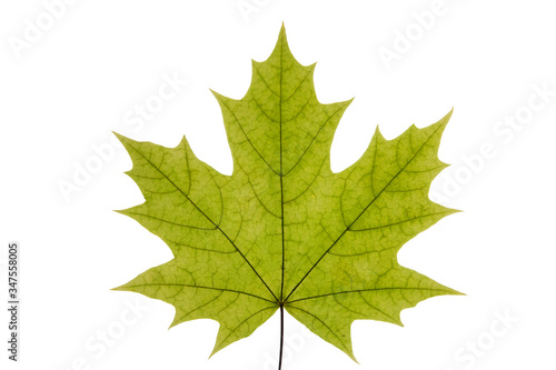 Canvastavla Green maple leaf on a white isolated background