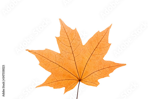 Orange maple leaf on a white isolated background. Autumn leaf of canadian maple.