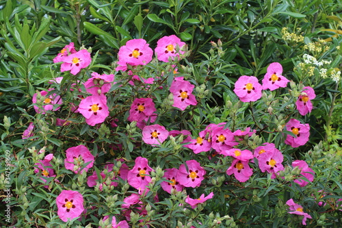 Photography Cistus purpureus bush in the garden