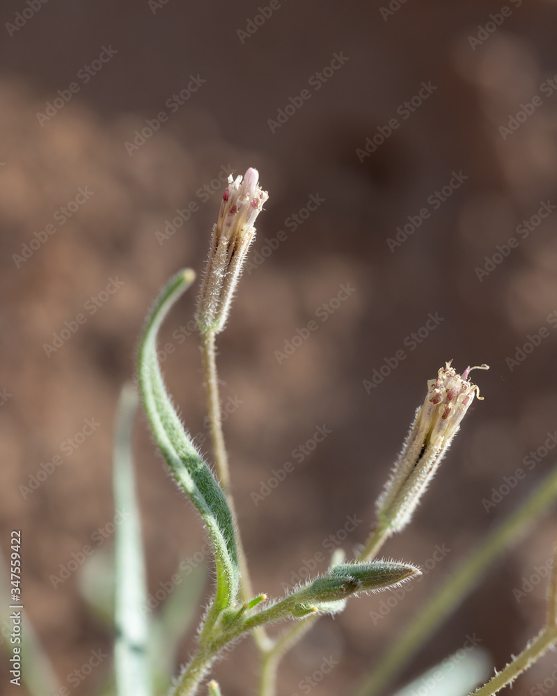 Desert Palafox (Palafoxia arida) has a tubular involucre and linear phillaries around a discoid head with few disk flowers. Desert Palafox (Palafoxia arida) has a tubular involucre and linear phillaries around a discoid head with few disk flowers.