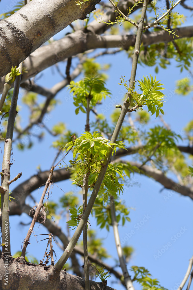 Fototapeta premium Narrow-leaved ash