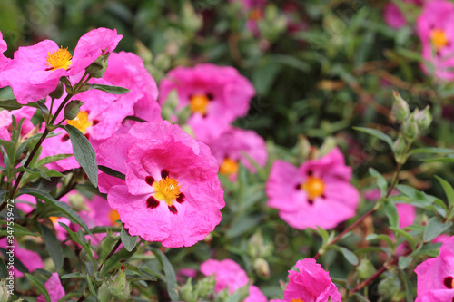 Cistus purpureus flowers close up with copy space. Big pink flowers of  orchid rockrose in the garden mediterranean. 