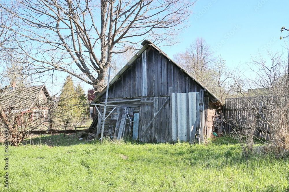 Wooden barn and big tree in spring in the village Wooden barn and big tree in spring in the village