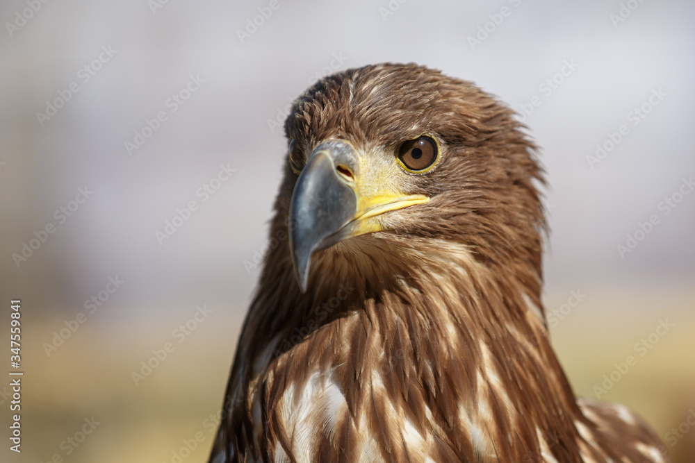 Portrait of brown head sea-eagle (haliaeetus leucogaster), close up of wild bird Portrait of brown head sea-eagle (haliaeetus leucogaster), close up of wild bird