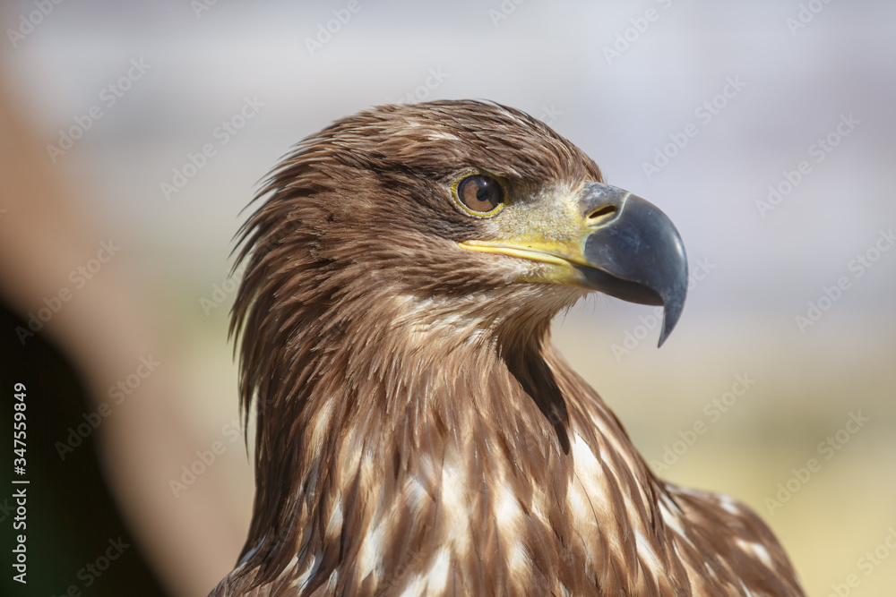 Naklejka premium Portrait of brown head sea-eagle (haliaeetus leucogaster), close up of wild bird