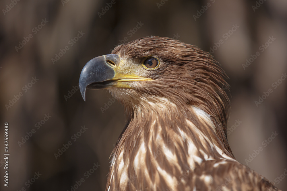 Portrait of brown head sea-eagle (haliaeetus leucogaster), close up of wild bird Portrait of brown head sea-eagle (haliaeetus leucogaster), close up of wild bird