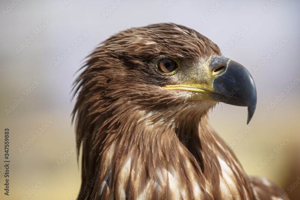 Portrait of brown head sea-eagle (haliaeetus leucogaster), close up of wild bird Portrait of brown head sea-eagle (haliaeetus leucogaster), close up of wild bird